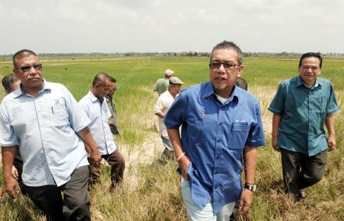 JB14_05092016_SAWAH_KERING