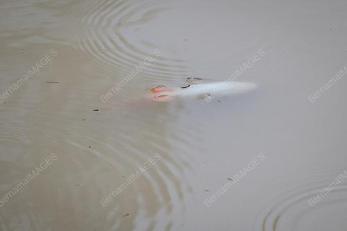 SUNGAI_SAYONG