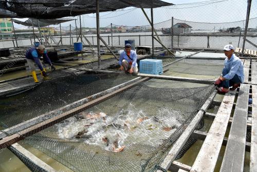 JB15_04112019_PENTERNAK_IKAN_SANGKAR
