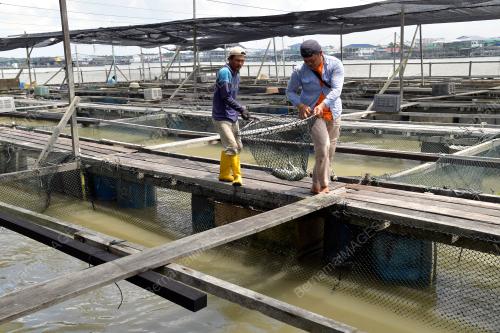 JB16_04112019_PENTERNAK_IKAN_SANGKAR