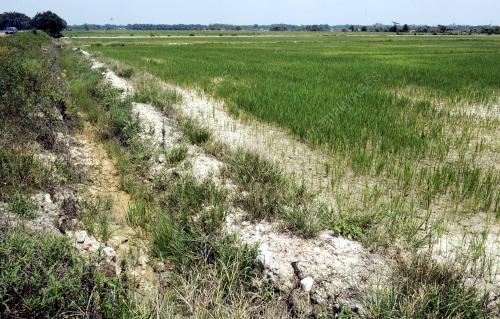 JB17_05092016_SAWAH_KERING