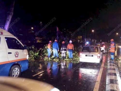 JB17_06122016_POKOK_TUMBANG