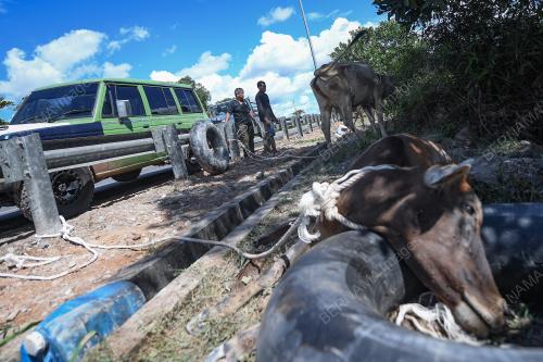 BANJIR JEJAS PENTERNAK LEMBU