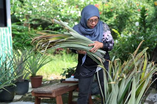 BENANG SERAT NENAS