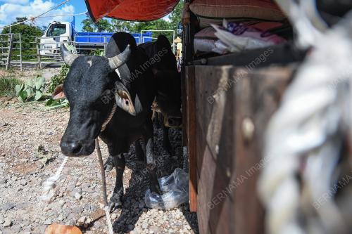 BANJIR JEJAS PENTERNAK LEMBU