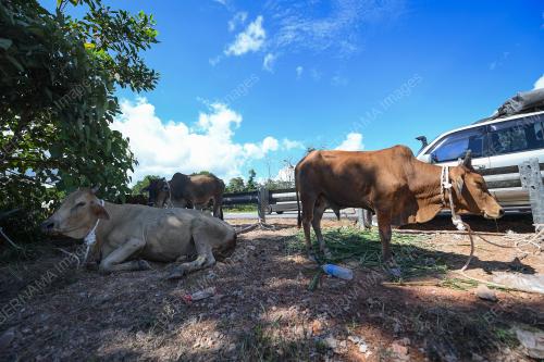 BANJIR JEJAS PENTERNAK LEMBU
