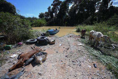 BANJIR JEJAS PENTERNAK LEMBU