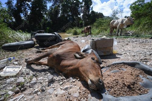 BANJIR JEJAS PENTERNAK LEMBU