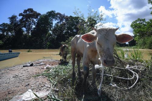 BANJIR JEJAS PENTERNAK LEMBU
