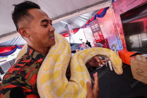 MINAH SI ULAR SAWA BURMA
