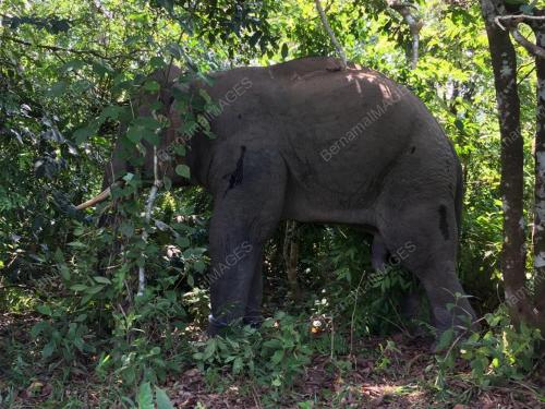 GAJAH LIAR
