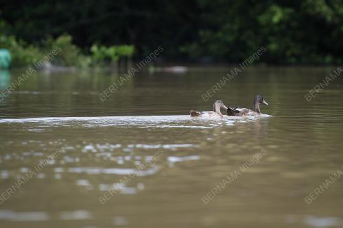 BANJIR_SEGAMAT