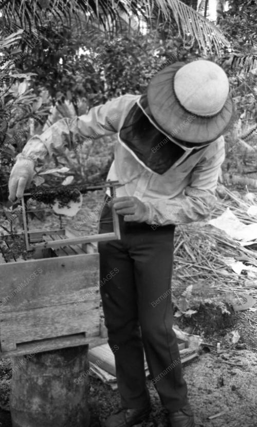 JB32_11082015_PERUSAHAAN_MADU