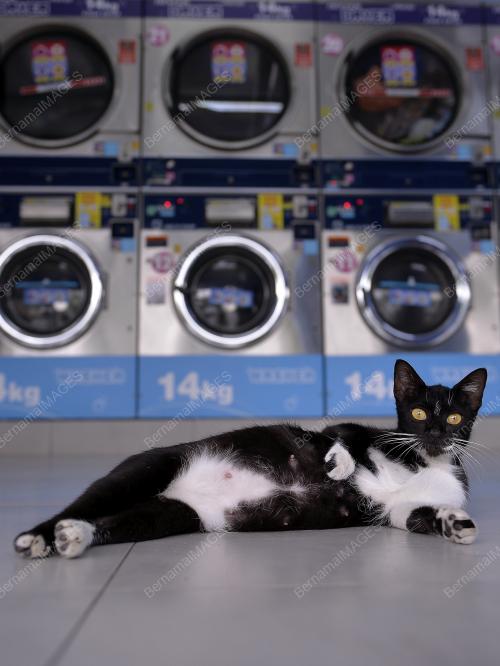 K20_14092018_KUCING