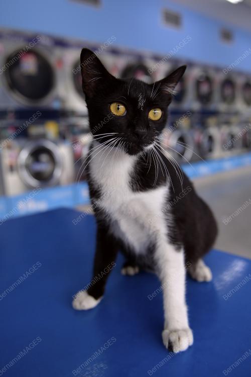 K22_14092018_KUCING