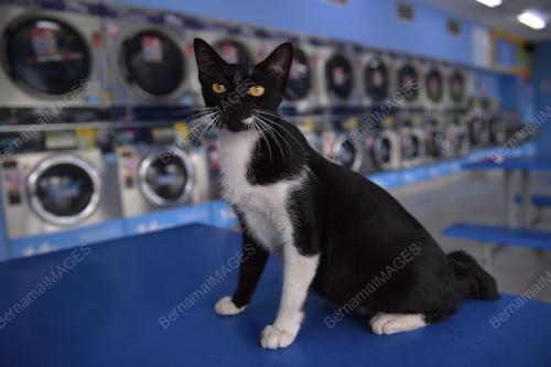 K23_14092018_KUCING