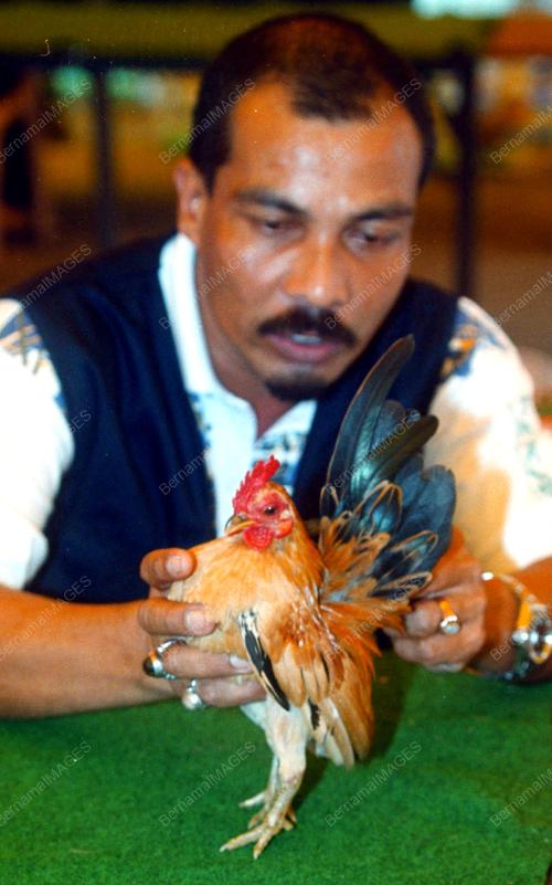 KB01-_06_01_2001_AYAM_SERAMA_18012016