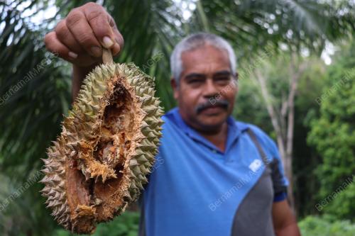 DURIAN ROSAK