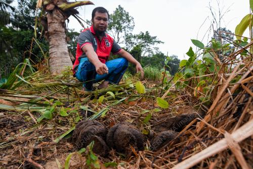SERANGAN GAJAH LIAR