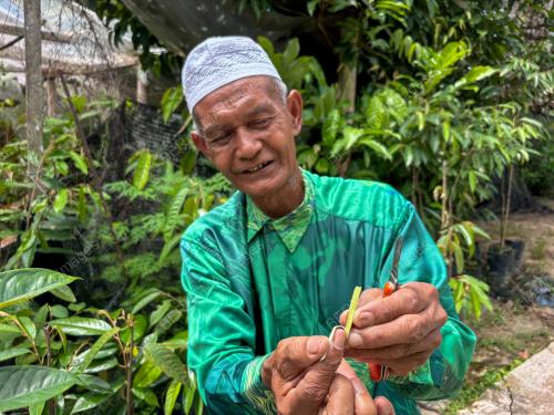 WARGA EMAS HASILKAN POKOK DURIAN