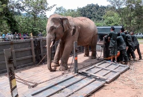 KB01_03082016_GAJAH