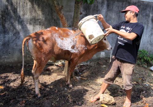 KB01_03102014_LEMBU_KORBAN