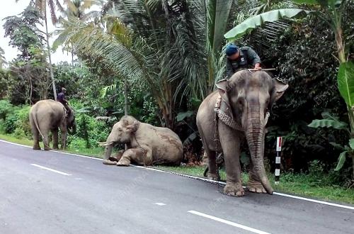 KB01_03102016_PINDAH_GAJAH