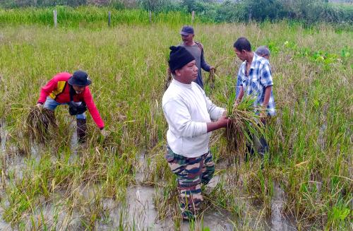 PADI ROSAK AKIBAT BANJIR