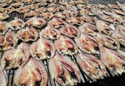 IKAN BEKOK