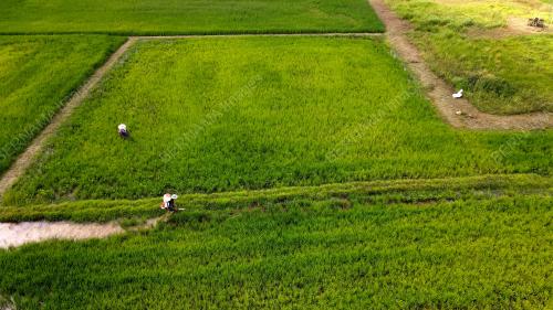 AKTIVITI PESAWAH
