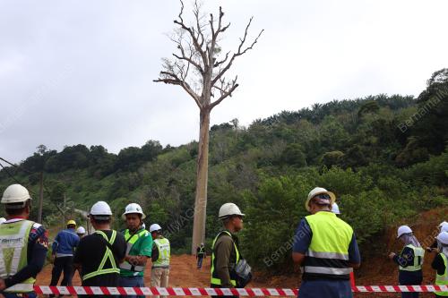 TEBANG POKOK TUALANG USIA LEBIH 120 TAHUN