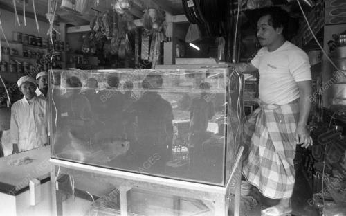 KB01_05032019_IKAN_AROWANA