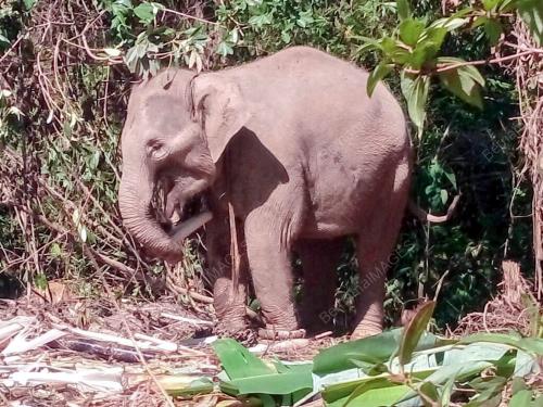 KB01_05092016_GAJAH_LIAR