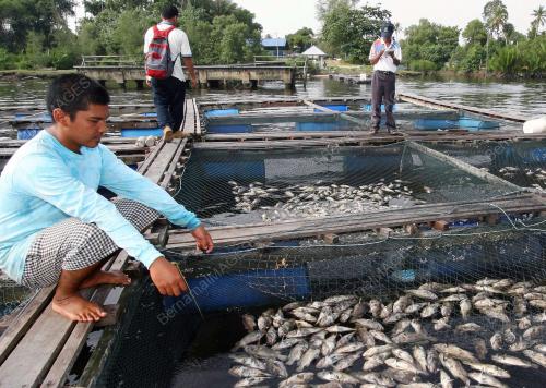 PENTERNAK IKAN AIR PAYAR