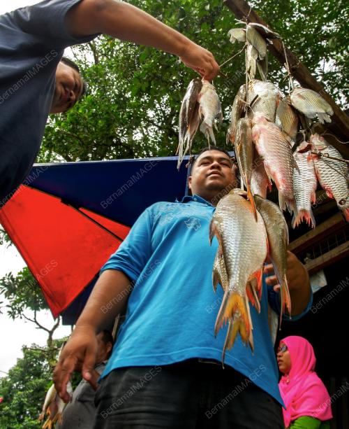 KB01_05122016_IKAN