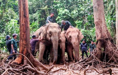 PINDAH GAJAH LIAR