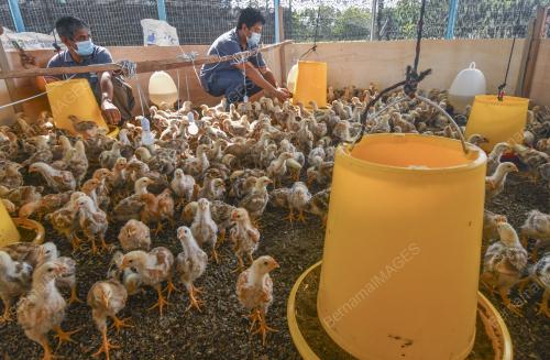 PROJEK TERNAKAN AYAM KAMPUNG KACUK