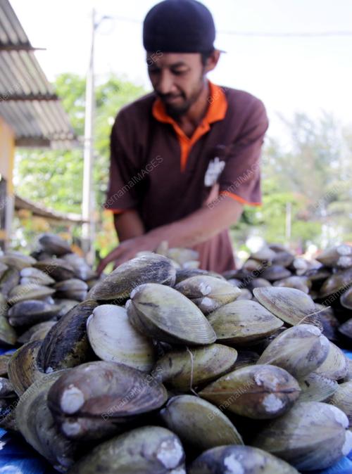 KB01_06062014_PENJUAL_KEPAH
