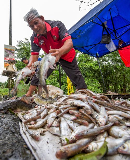 KB01_06122018_IKAN_DARAT