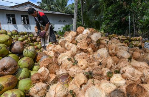 PENGUPAS KELAPA
