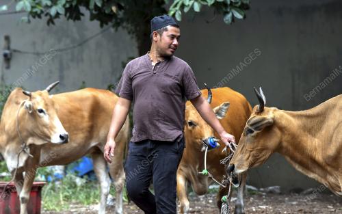 KB01_09082019_LEMBU