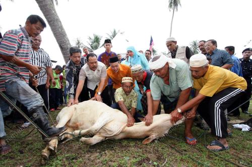 LEMBU KORBAN