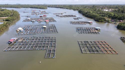 PENTERNAKAN IKAN DALAM SANGKAR