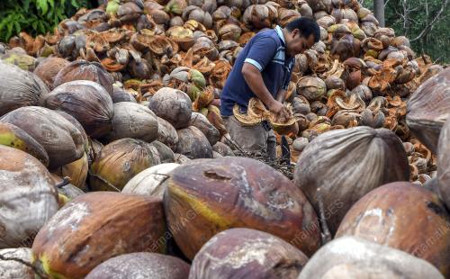 KB01_11062018_KELAPA