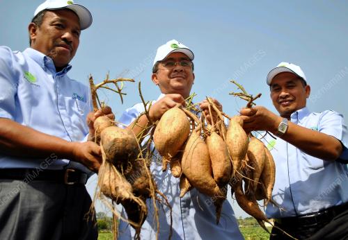 KB01_12062012_MARDI_TELONG