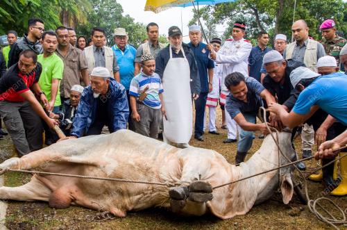 KB01_12082019_QURBAN_BN201908087561