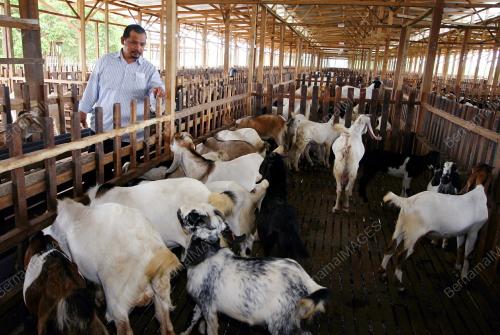PROJEK TERNAKAN KAMBING