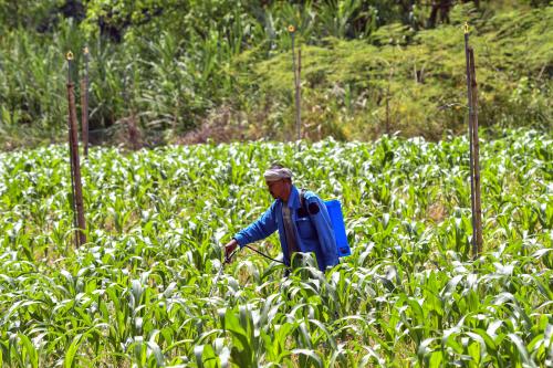 TANAMAN JAGUNG
