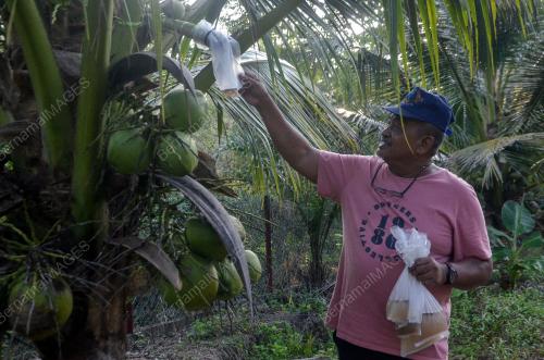 AIR TUAK KELAPA PANDAN
