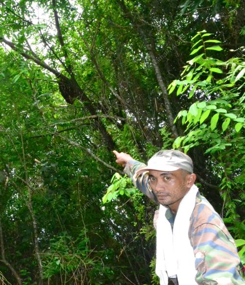 KB01_14072016_MADU_LEBAH